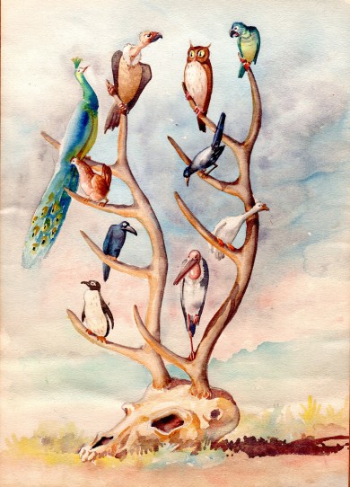pajaros_calavera