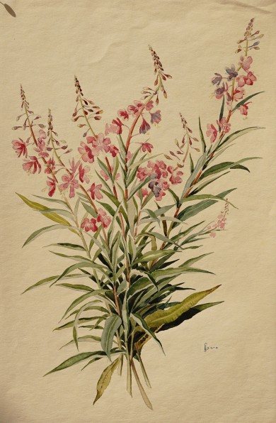 FLORES DEL PIRINEO