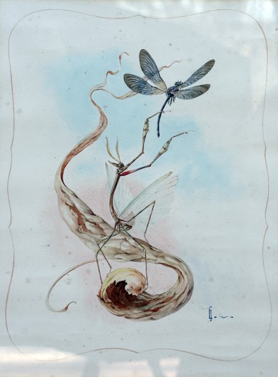 CABALLITODIABLO_DSC04972