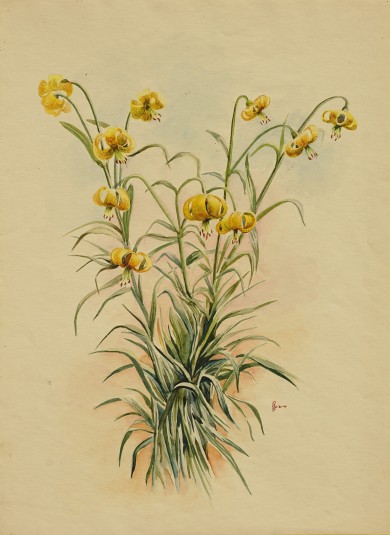 LIRIOS DEL PIRINEO